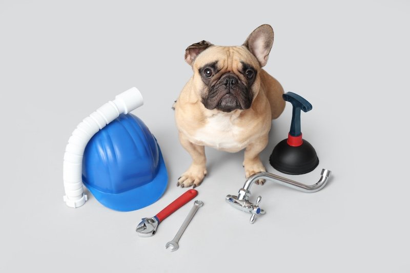 Cute French bulldog with plumber's supplies on light background for plumbing maintenance in meridian
