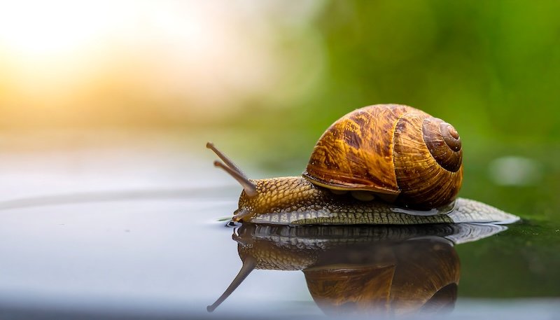 A snail slowly moves across a reflective water surface, its shell glistening.