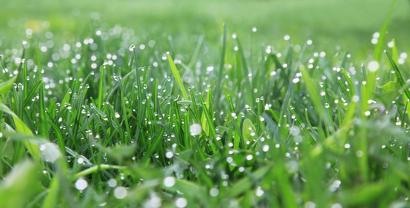 wet grass signal of drain issues